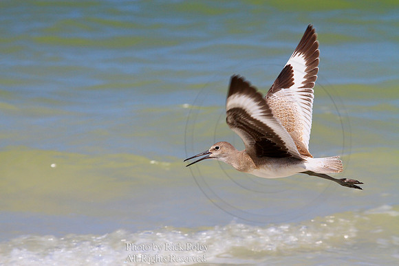 Willet (Catoptrophorus semipalmatus) Flying