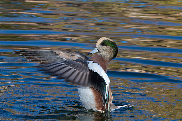 Bathing Drake American Wigeon