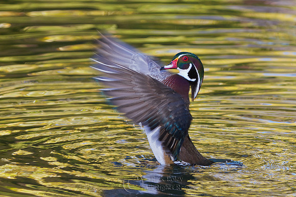 Bathing Drake Wood Duck