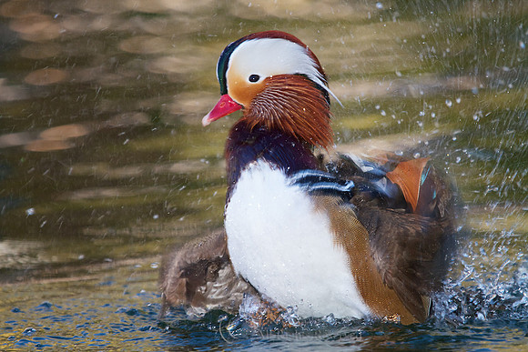 Bathing Drake Mandarin Duck