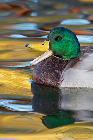 Drake Mallard in Autumn