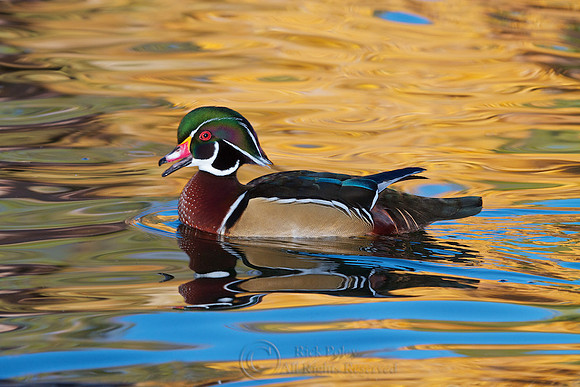 Wood Duck Drake Calling