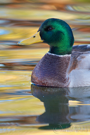 Drake Mallard in Autumn