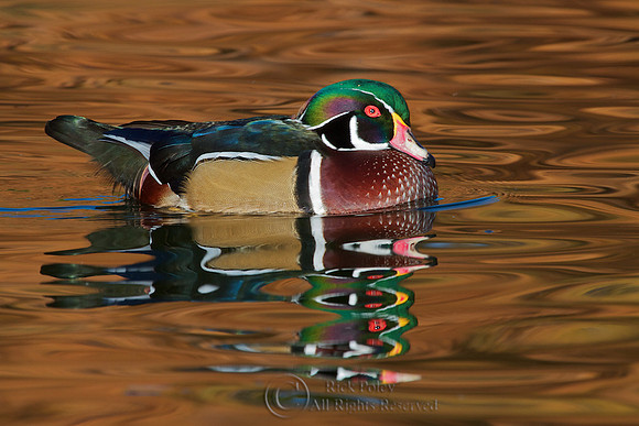 Wood Duck Drake in Autumn