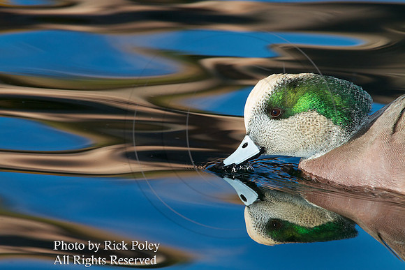 Drake American Wigeon & Reflections