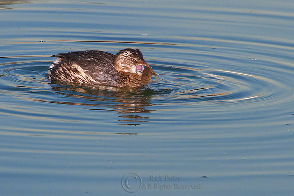 Pied-billed Grebe With a Crayfish