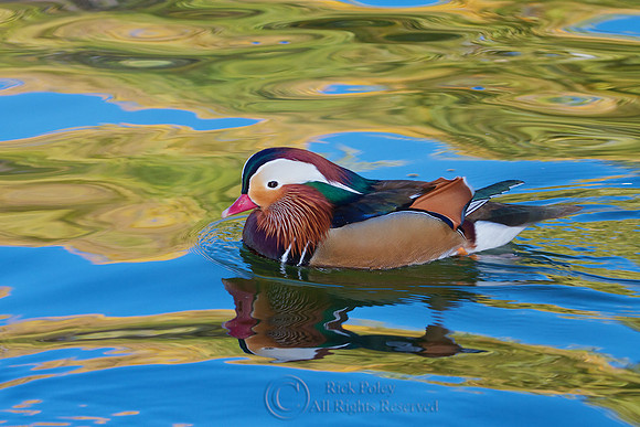 Drake Mandarin Duck in Autumn