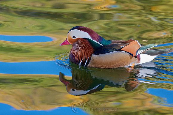 Drake Mandarin Duck in Autumn