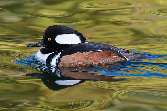 Male Hooded Merganser in Autumn