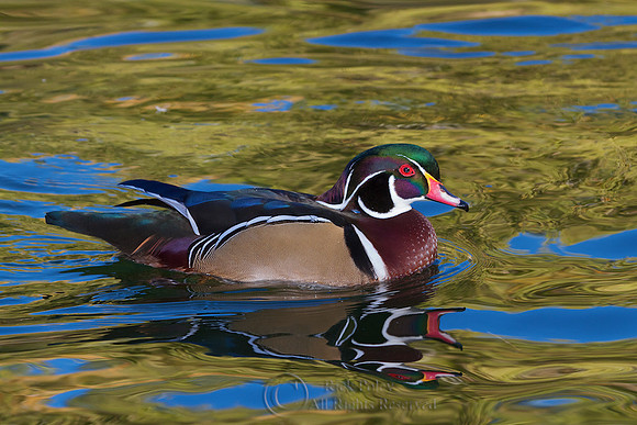Wood Duck Drake in Autumn