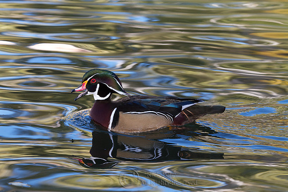 Wood Duck Drake Calling