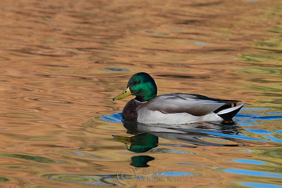 Drake Mallard in Autumn