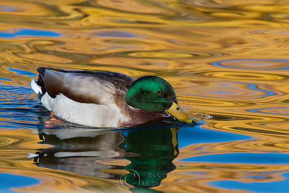 Drake Mallard in Autumn