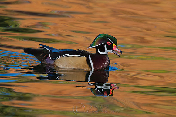 Wood Duck Drake Calling