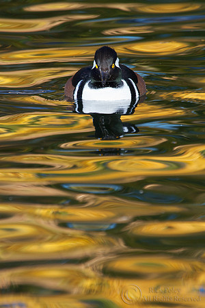 Male Hooded Merganser in Autumn