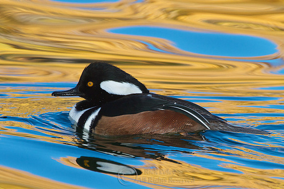 Male Hooded Merganser in Autumn