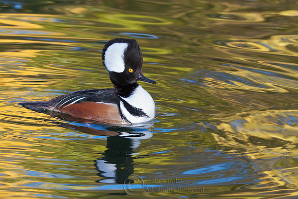 Male Hooded Merganser in Autumn