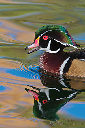 Wood Duck Drake Calling
