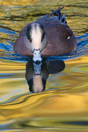 Drake American Wigeon in Autumn