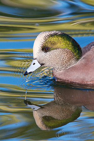 Drake American Wigeon & Reflections