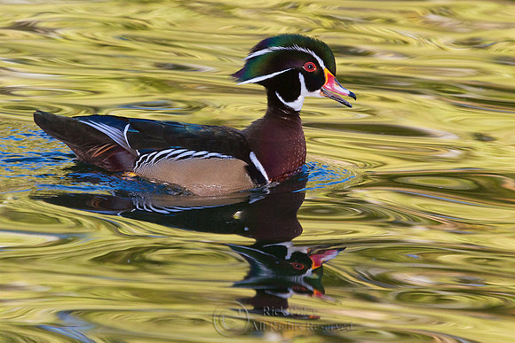 Wood Duck Drake Calling