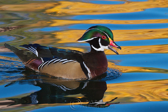 Wood Duck Drake Calling