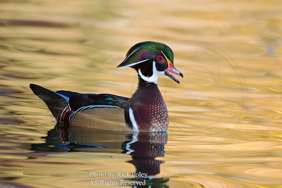 Wood Duck Drake Calling