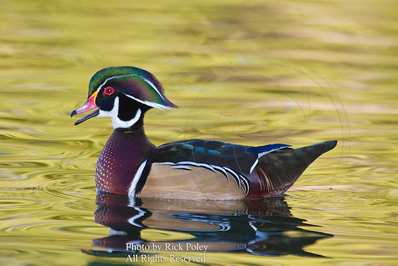 Wood Duck Drake Calling