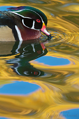 Drake Wood Duck Autumn