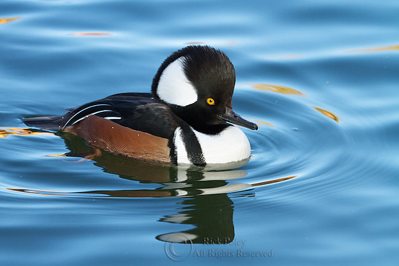 Male Hooded Merganser