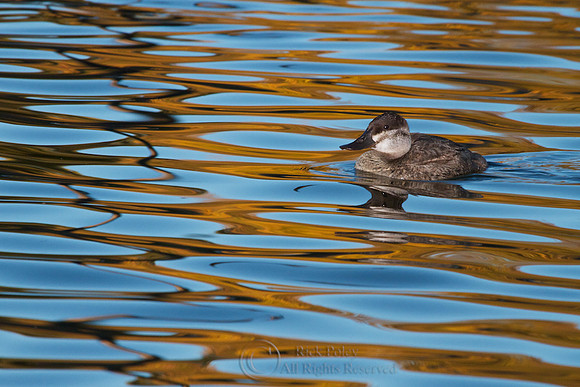 Juvenile Ruddy Duck in Autumn