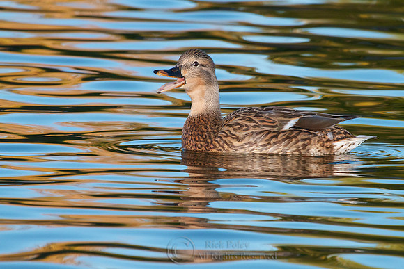 Hen Mallard Calling
