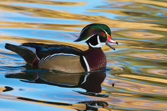 Drake Wood Duck Calling in Autumn