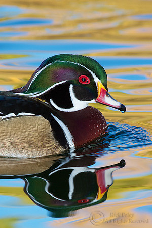 Drake Wood Duck Autumn