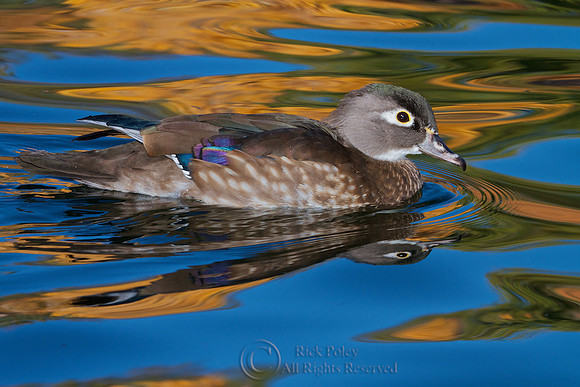 Hen Wood Duck in Autumn