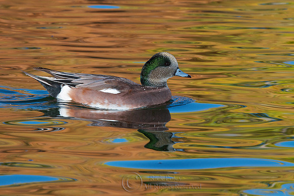 Drake American Wigeon in Autumn