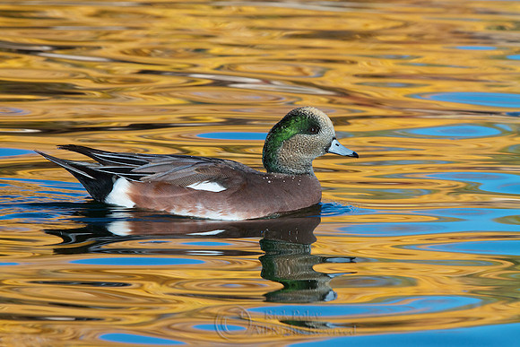 Drake American Wigeon in Autumn