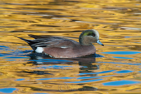 Drake American Wigeon in Autumn