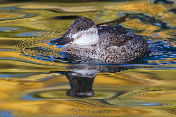 Juvenile Ruddy Duck in Autumn