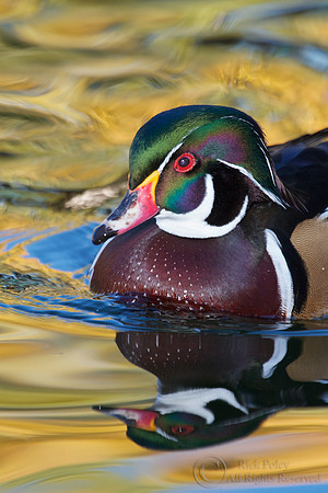 Drake Wood Duck Autumn