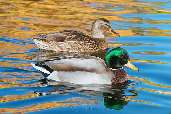 Drake & Hen Mallards