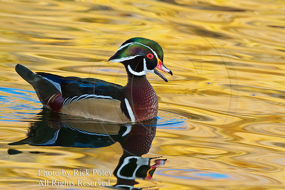 Drake Wood Duck Calling Autumn