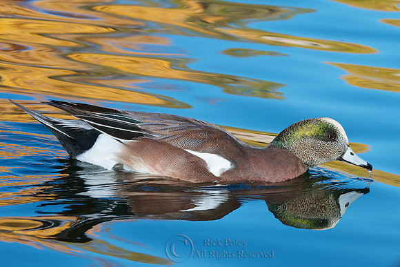 Drake American Wigeon & Reflection