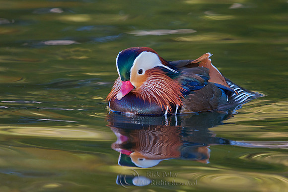 Drake Mandarin Duck