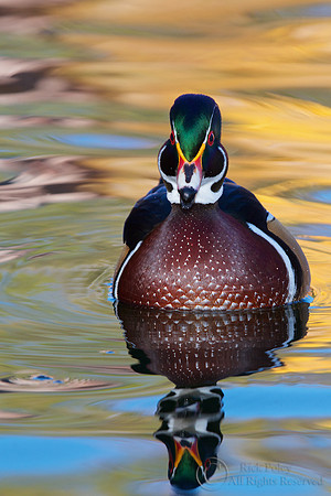Drake Wood Duck Autumn
