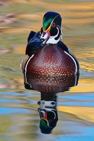 Drake Wood Duck Calling Autumn