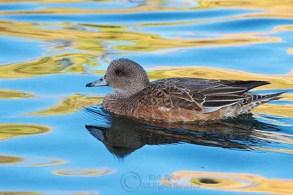 Hen American Wigeon