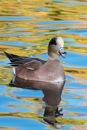Drake American Wigeon Calling in Autumn