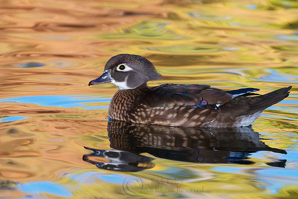 Hen Wood Duck in Autumn