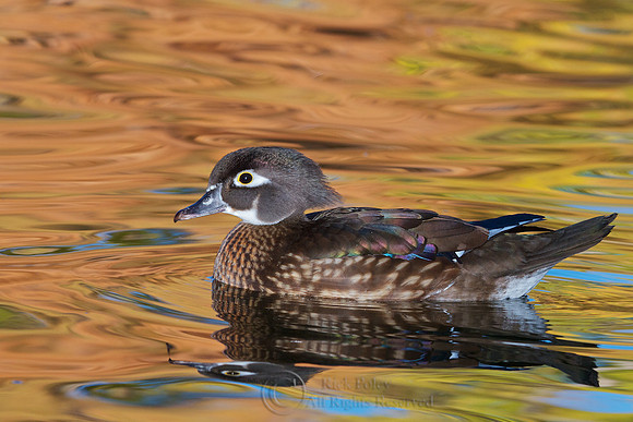 Hen Wood Duck in Autumn
